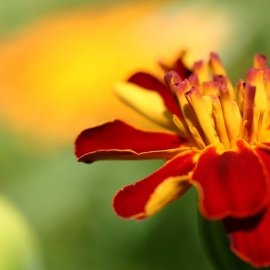 Lorem ipsum dolor sit amet, consectetur adipiscing elit. Donec a erat non purus accumsan suscipit. Etiam purus risus, semper sed ultrices a, vehicula nec diam. Duis vel eleifend tellus. Praesent felis quam, gravida at ante in, vestibulum rutrum erat. Phas